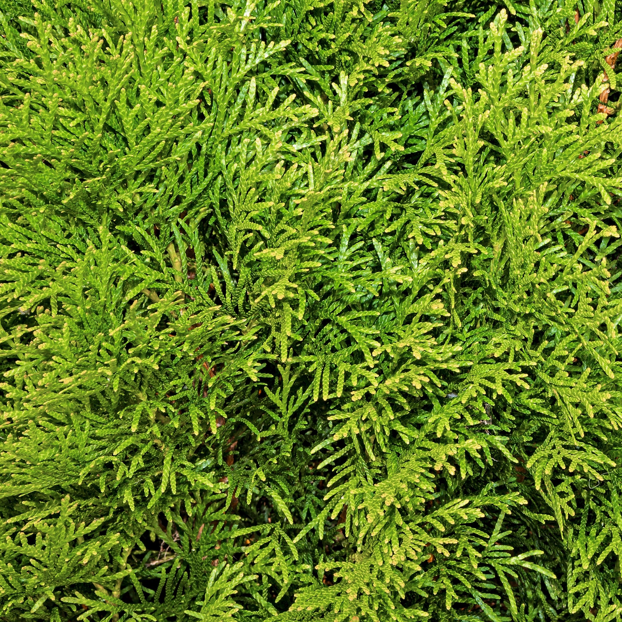 Thuja Smaragd