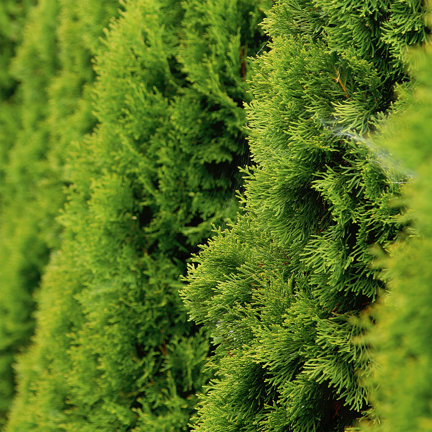 Thuja Smaragd