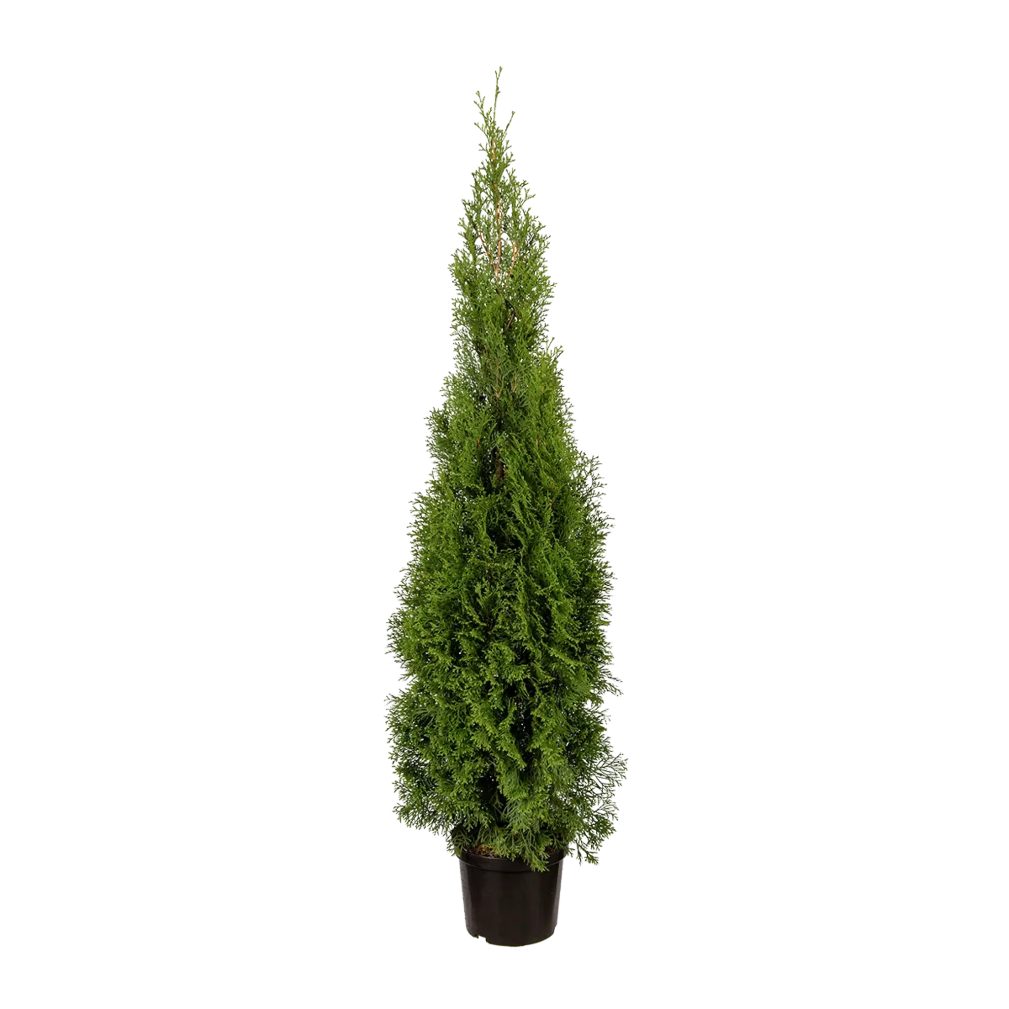 Thuja Smaragd