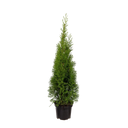 Thuja Smaragd