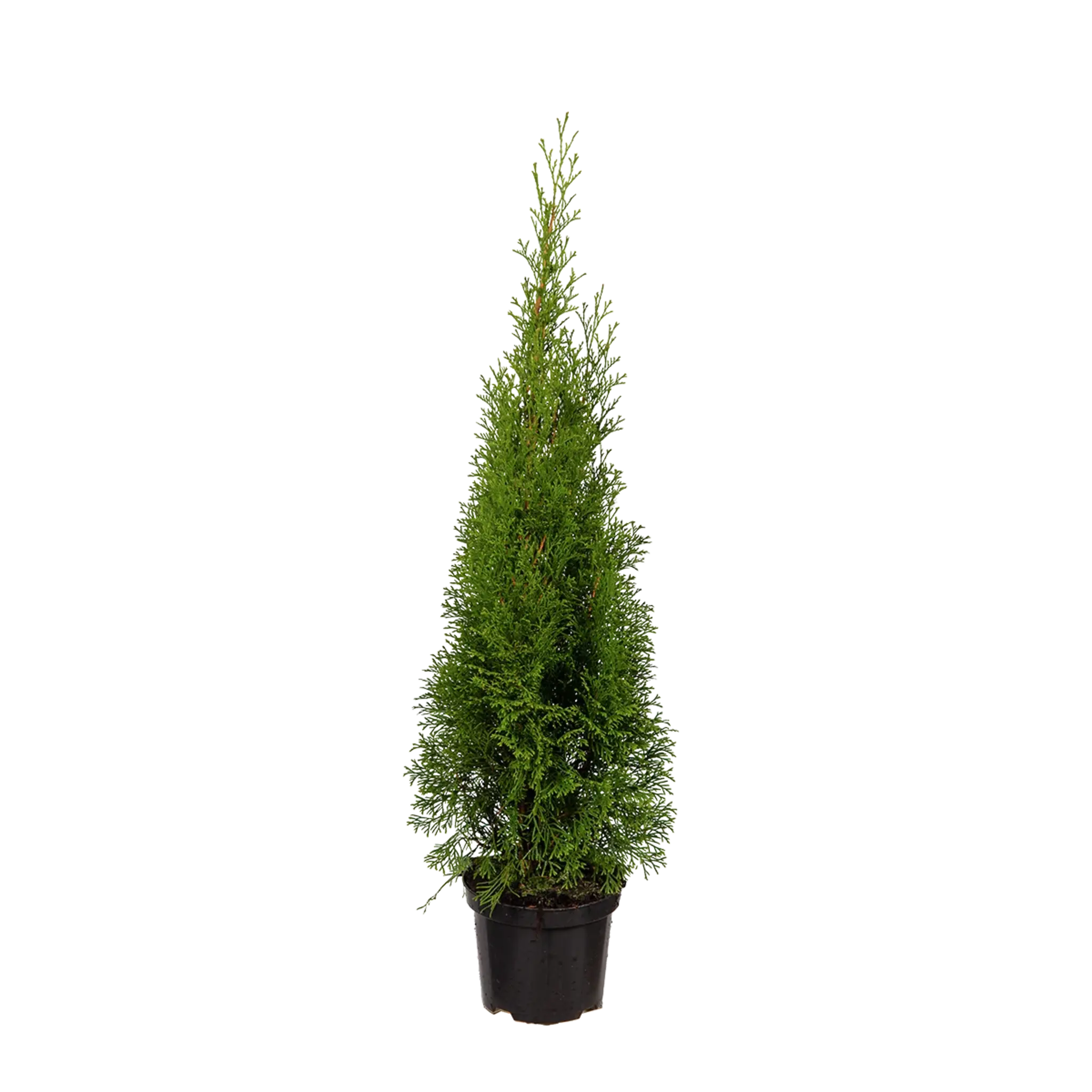 Thuja Smaragd