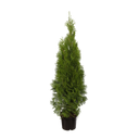 Thuja Smaragd