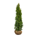 Thuja Smaragd