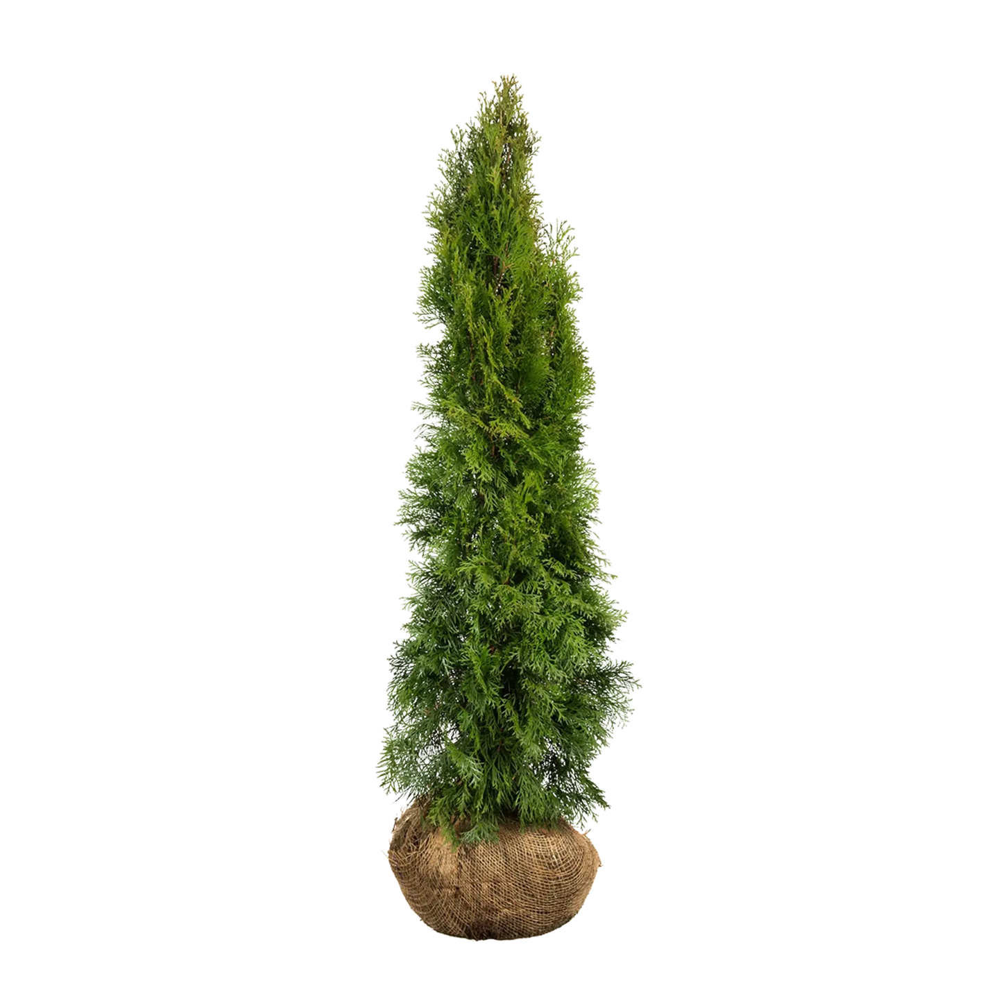 Thuja Smaragd