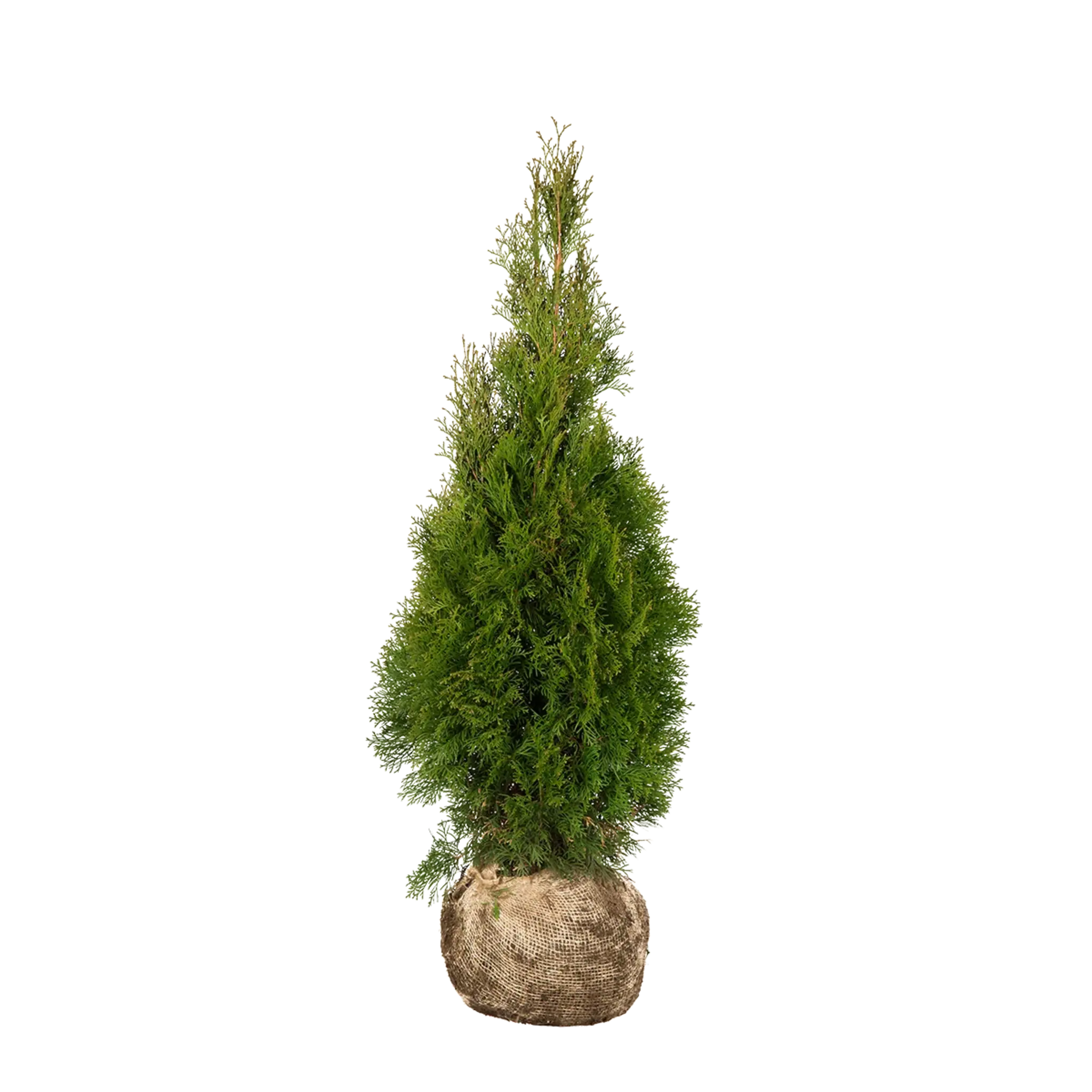 Thuja Smaragd