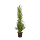 Thuja Atrovirens