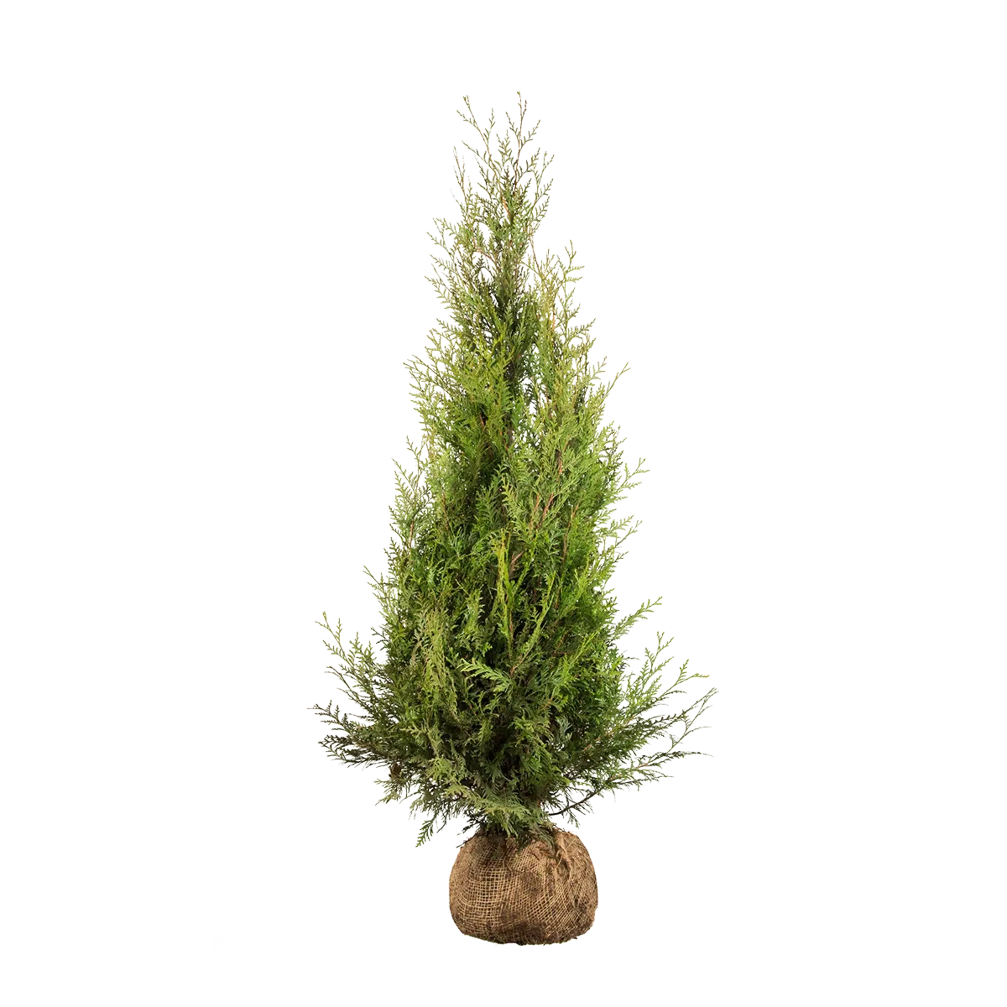 Thuja Atrovirens