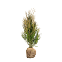 Thuja Atrovirens