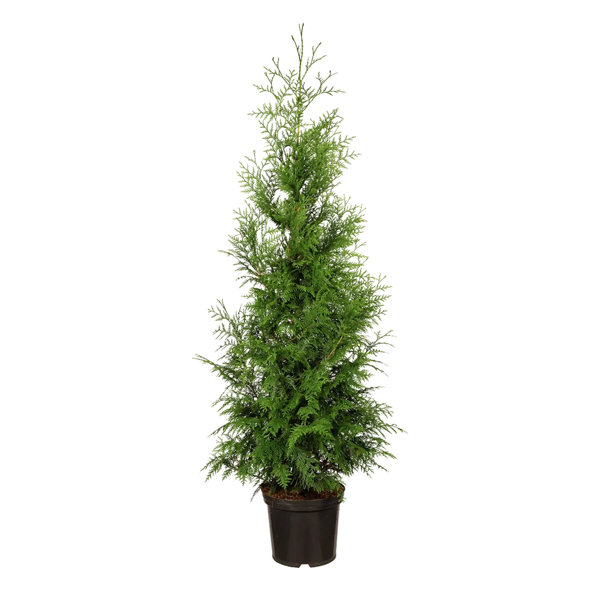 Thuja Excelsa