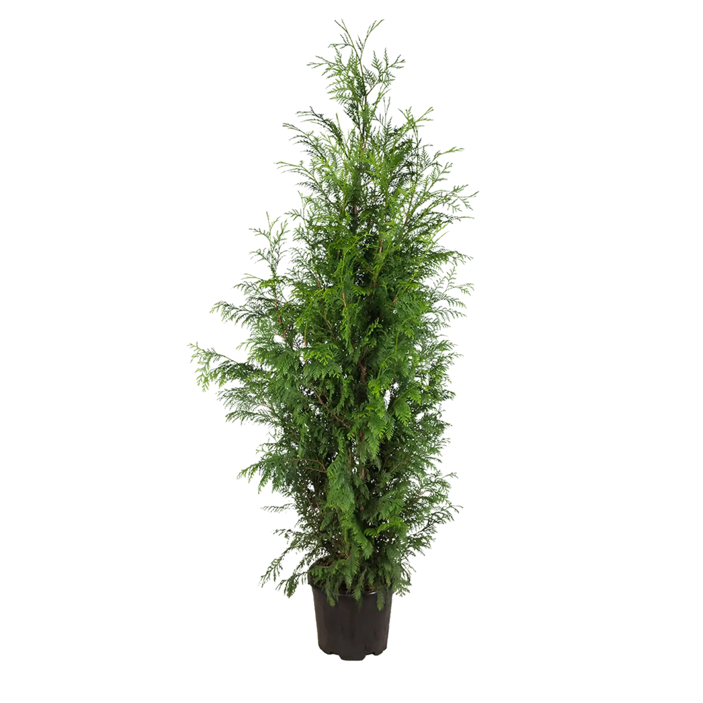 Thuja Excelsa