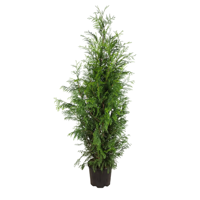 Thuja Excelsa