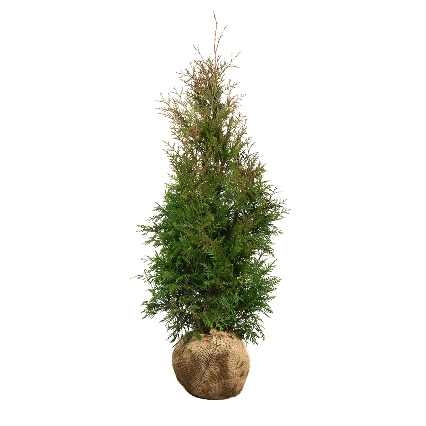 Thuja Excelsa