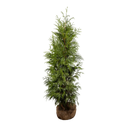 Thuja Excelsa