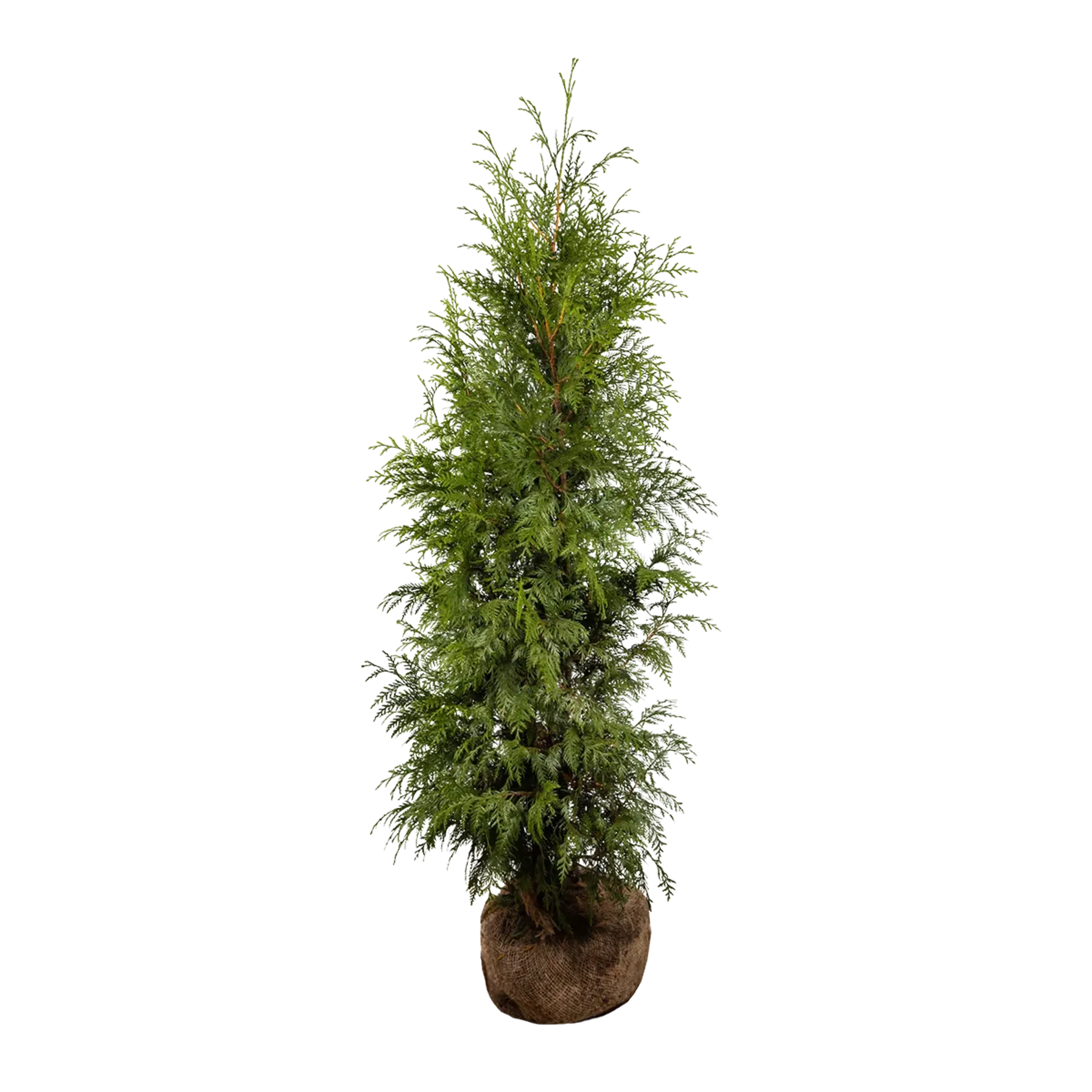 Thuja Excelsa