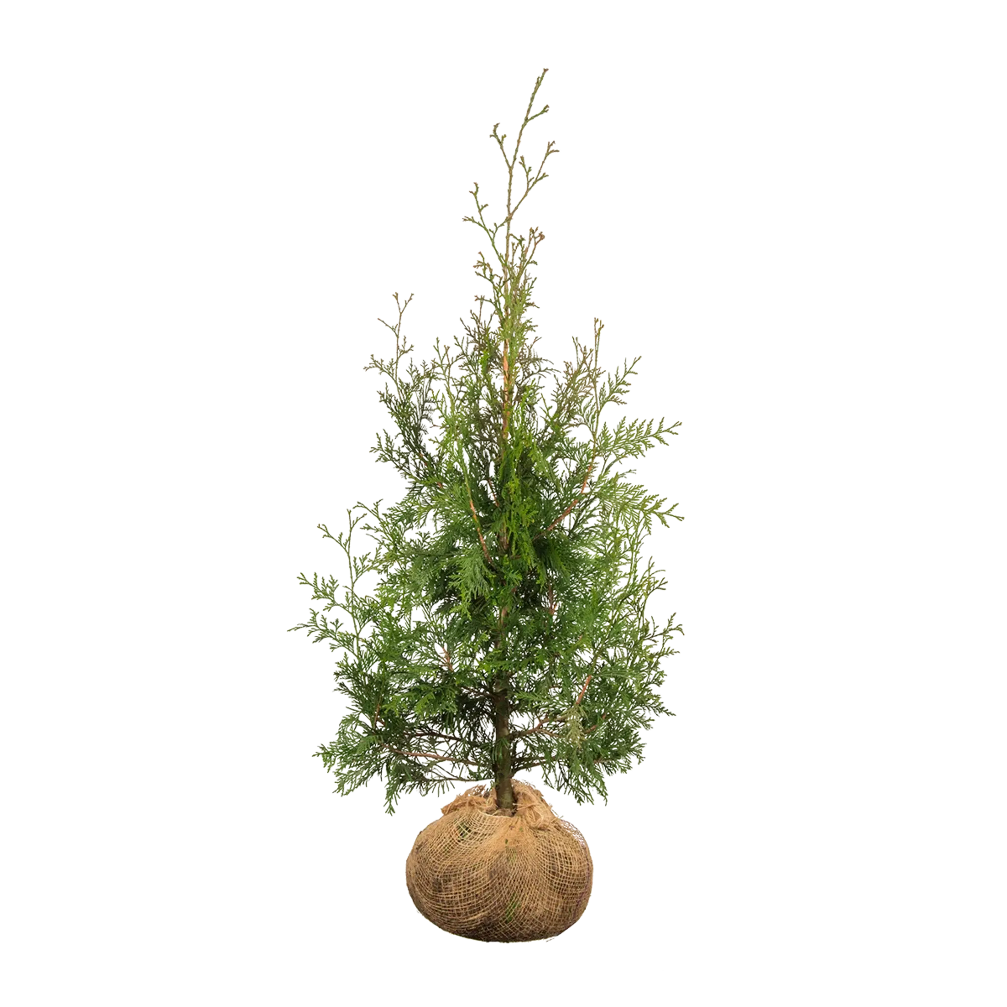 Thuja Excelsa