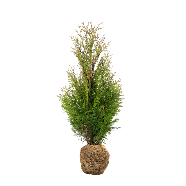 Thuja Martin