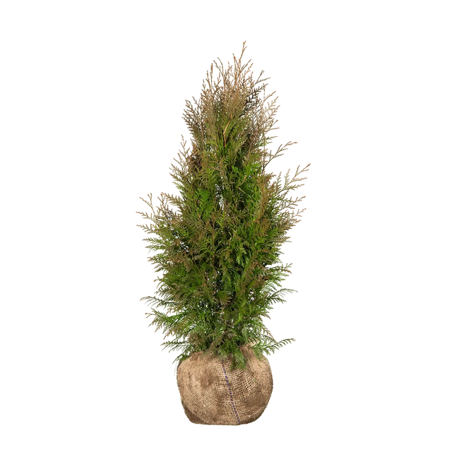 Thuja Martin