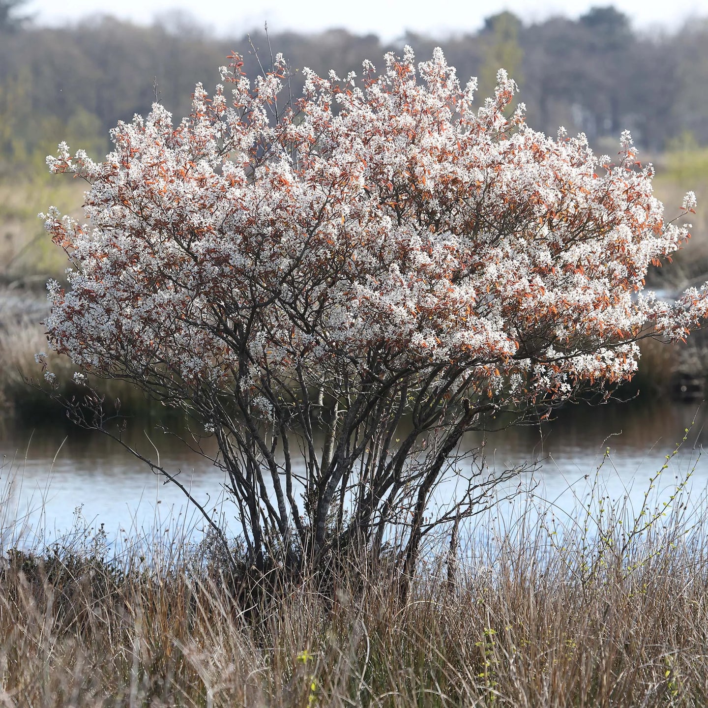 Krentenboom