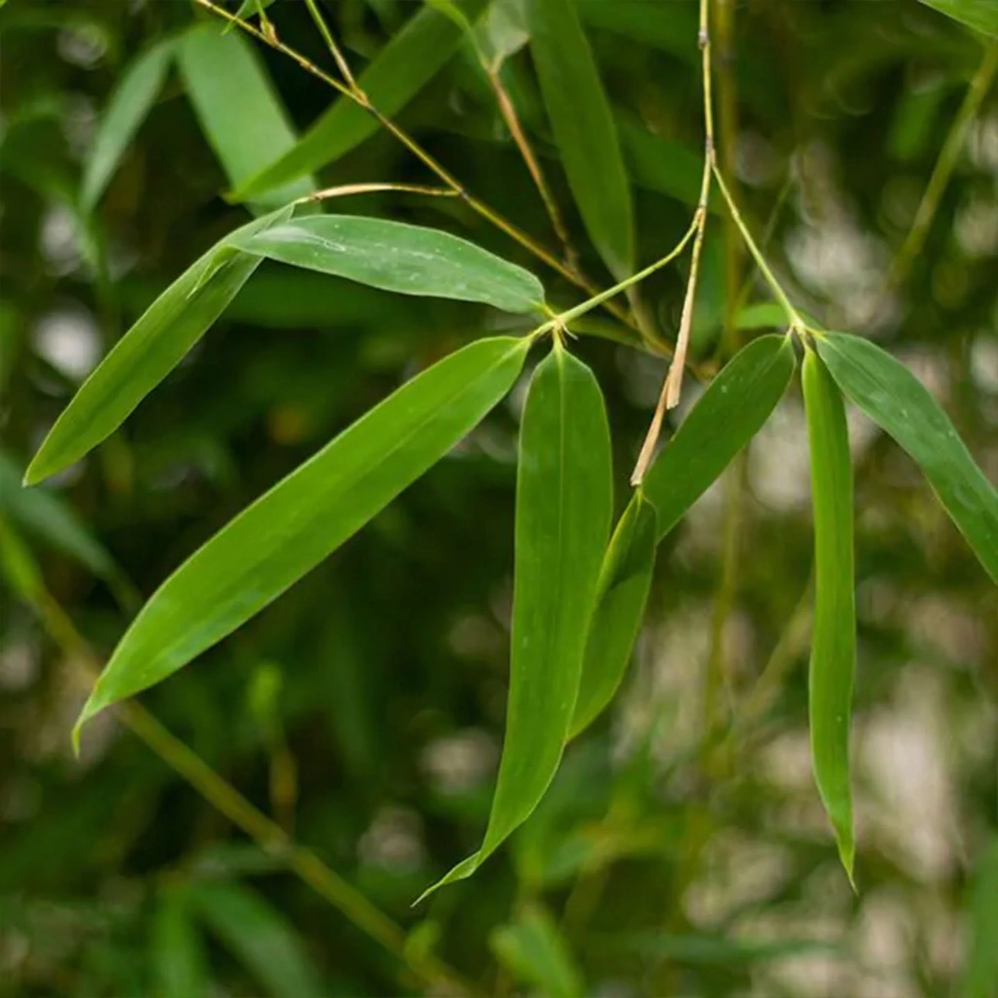 Bamboe Aureocaulis