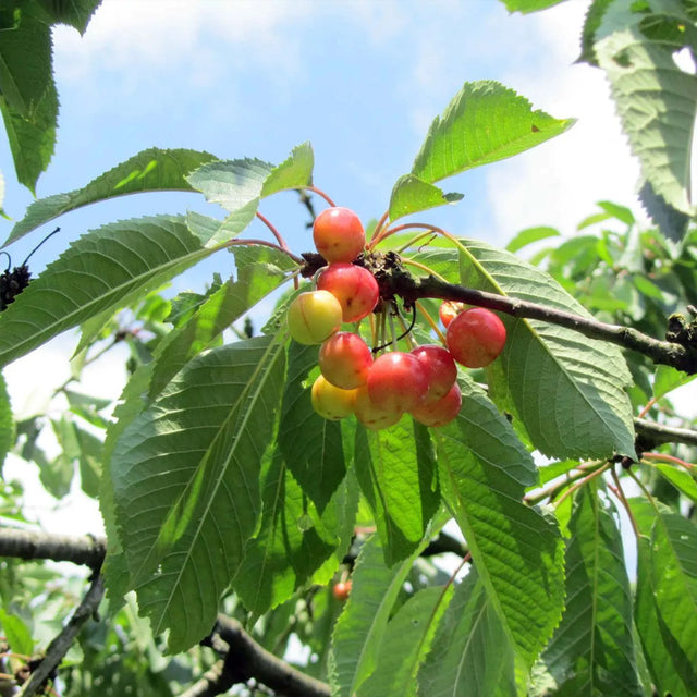 Fruitplanten