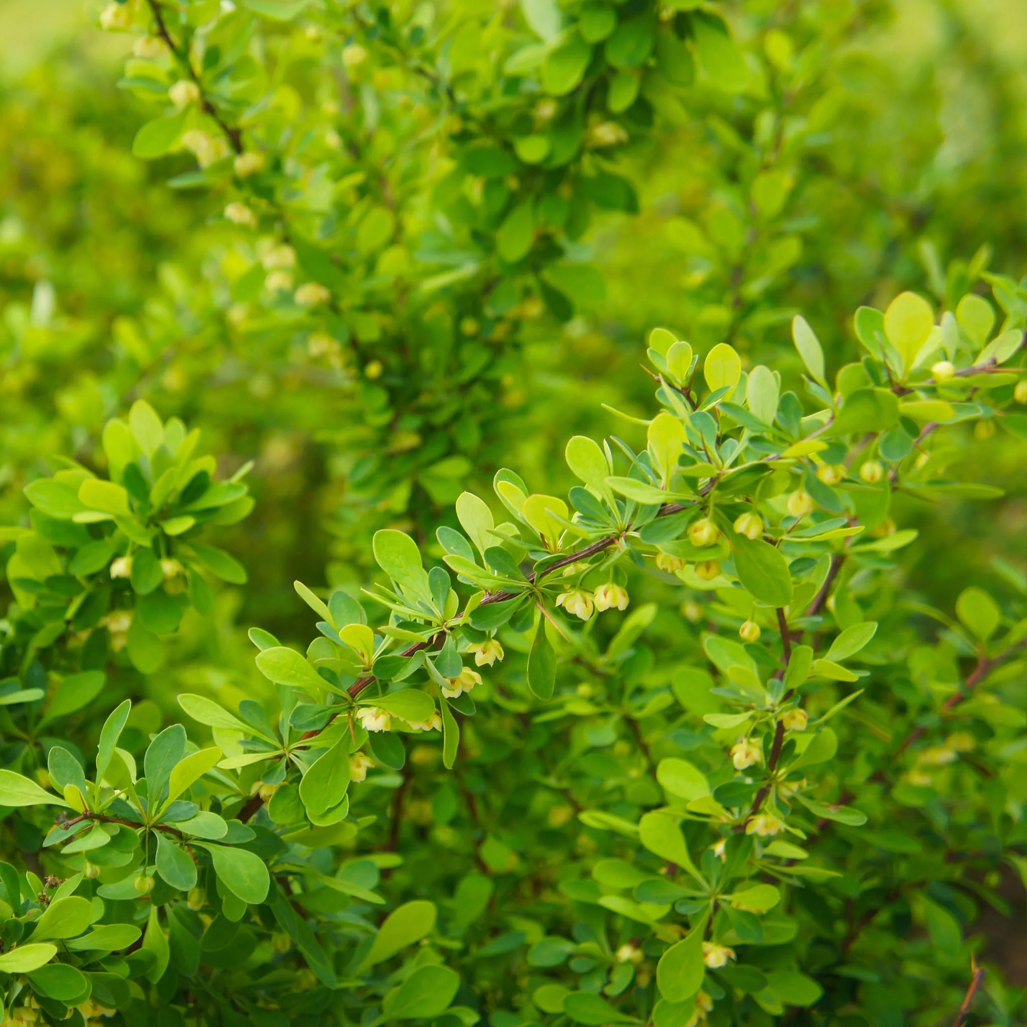 Groene berberis