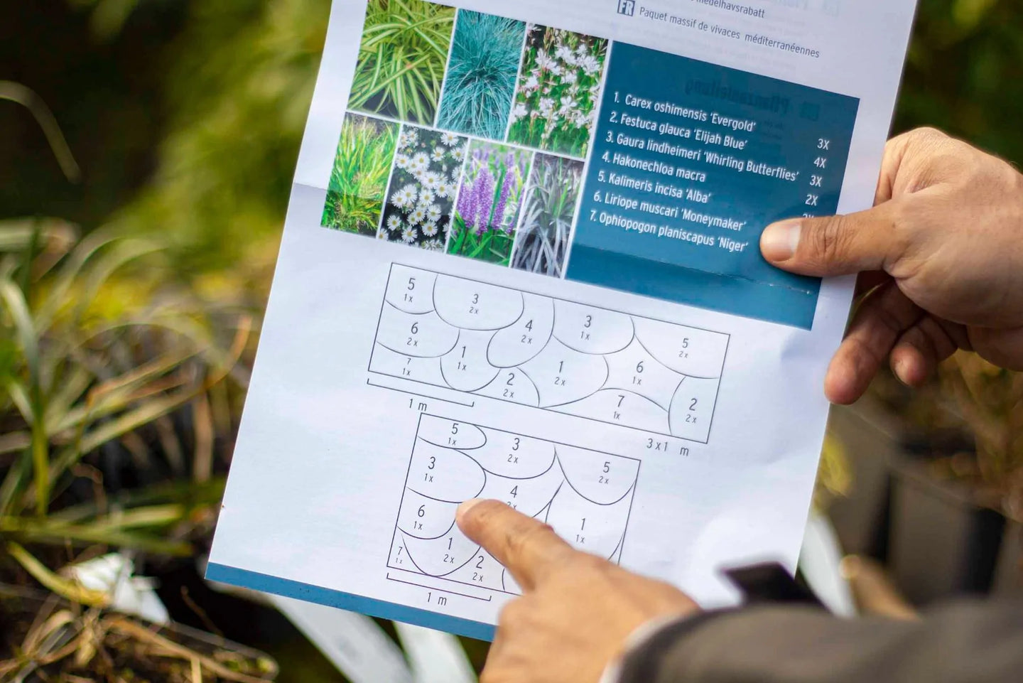 Borderpakket bladplanten