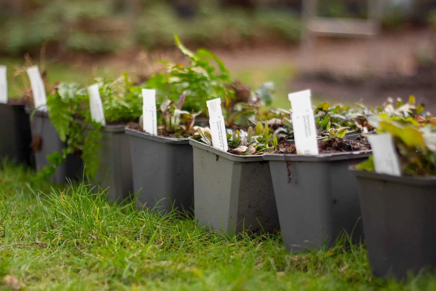 Borderpakket blauw, paars en wit