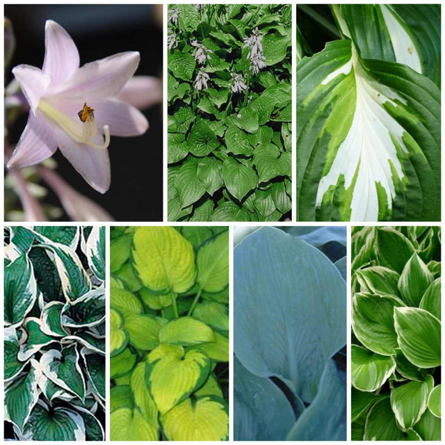 Borderpakket hosta