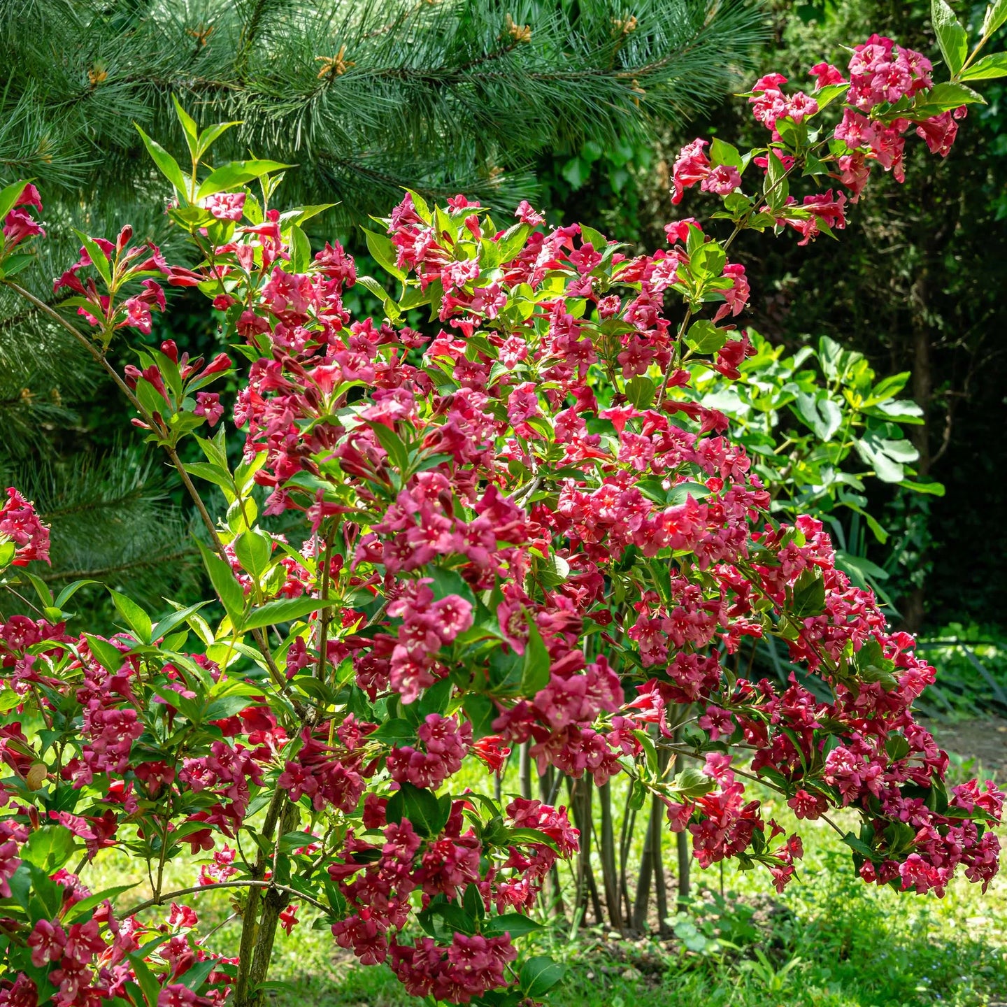 Weigela Bristol Ruby