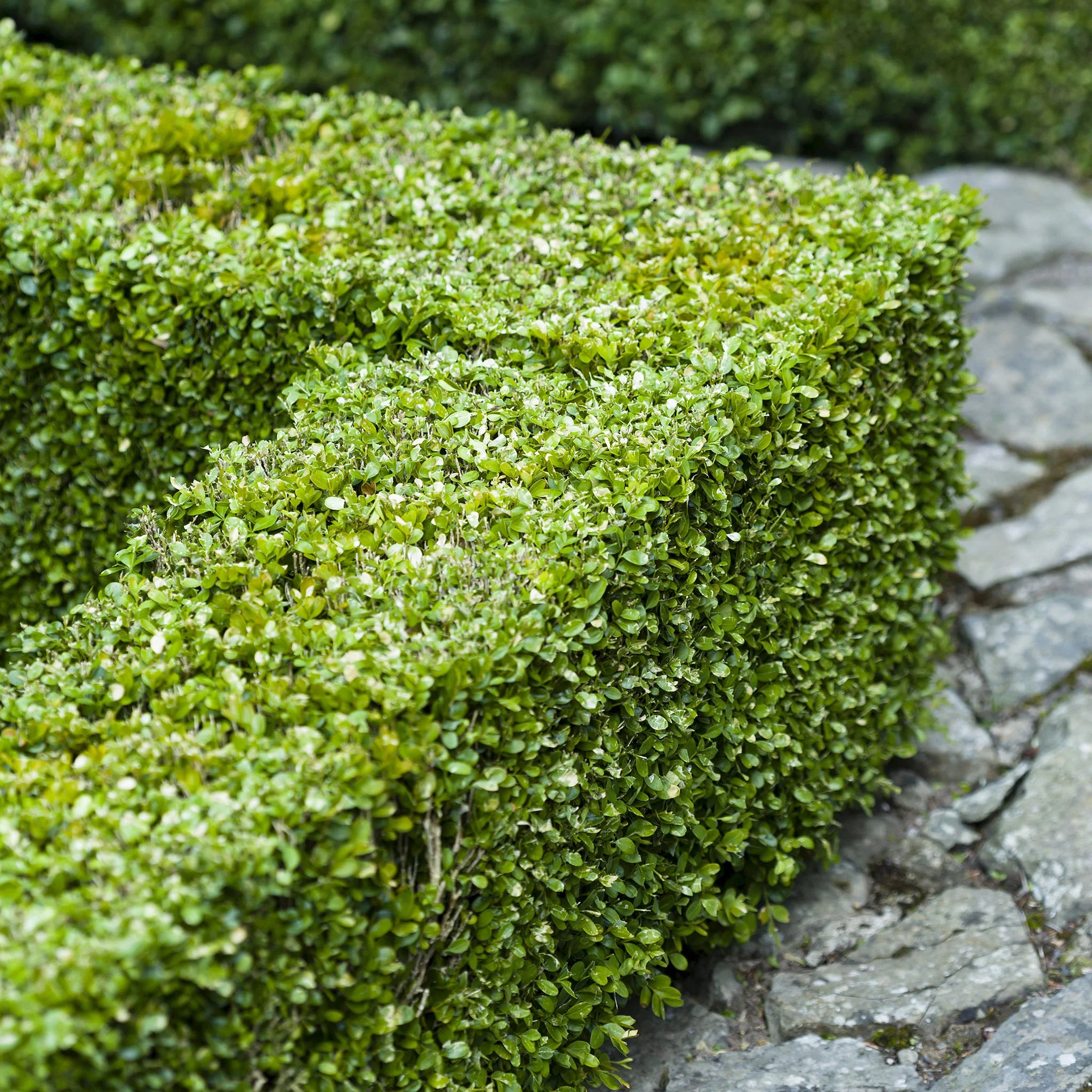 Buxus