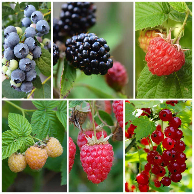 Fruittuin voor kinderen