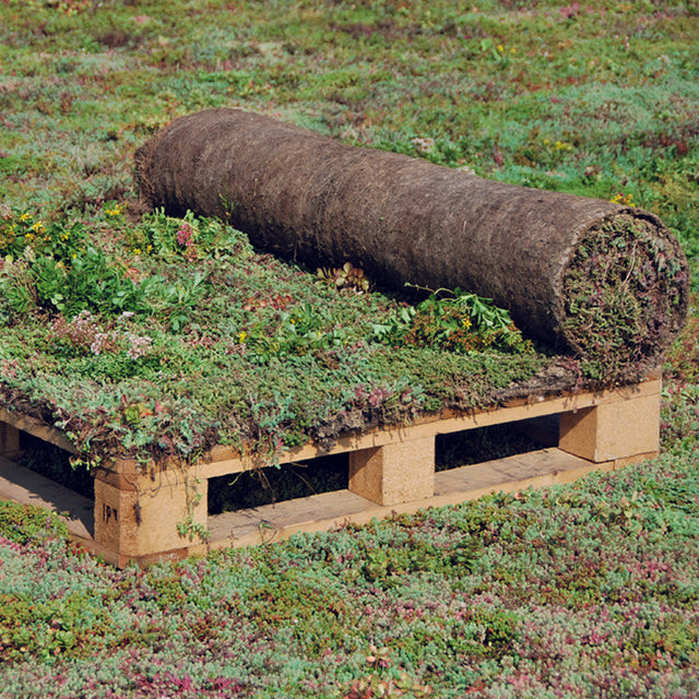 Sedum vegetatiematten