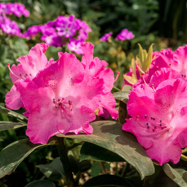 Rhododendron Germania