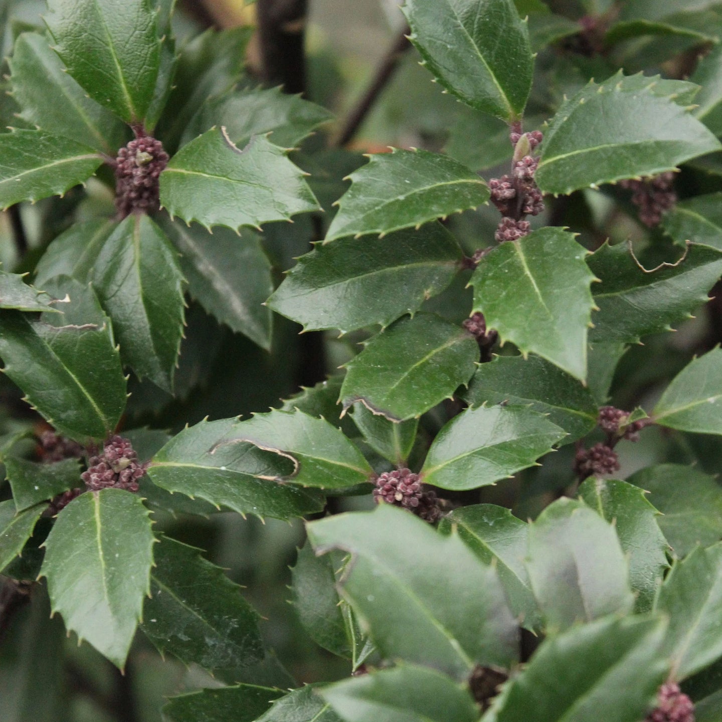 Hulst Heckenstar