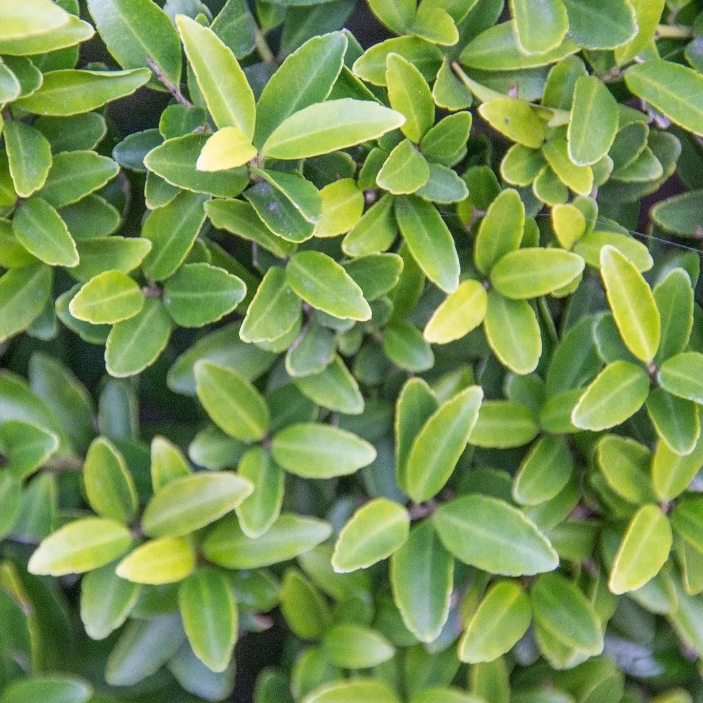 Japanse hulst Green Hedge