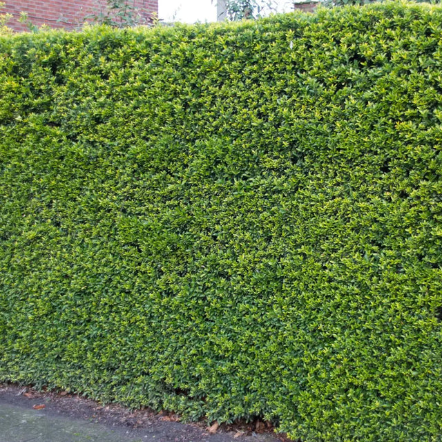 Japanse hulst Green Hedge