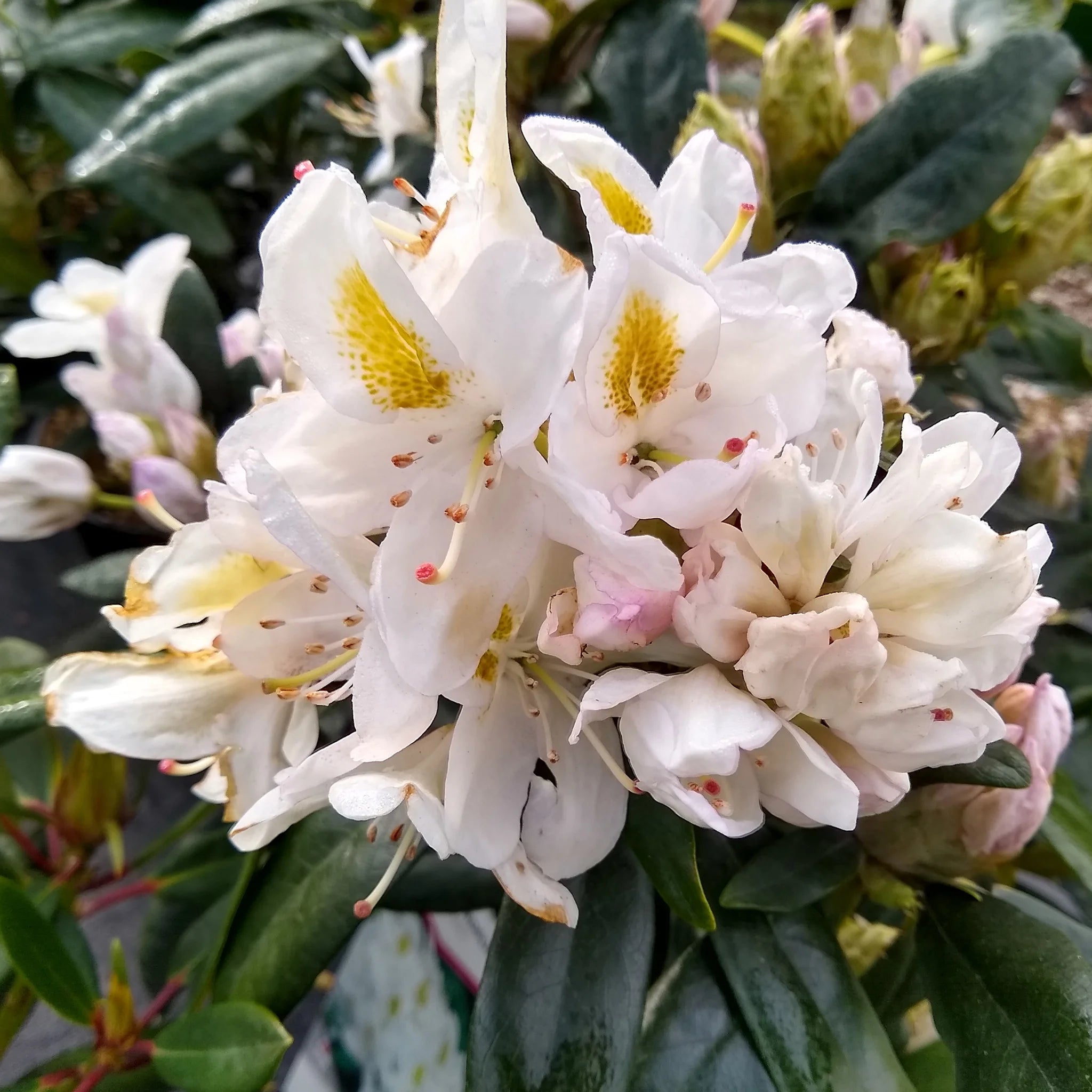 Rhododendron Madame Masson