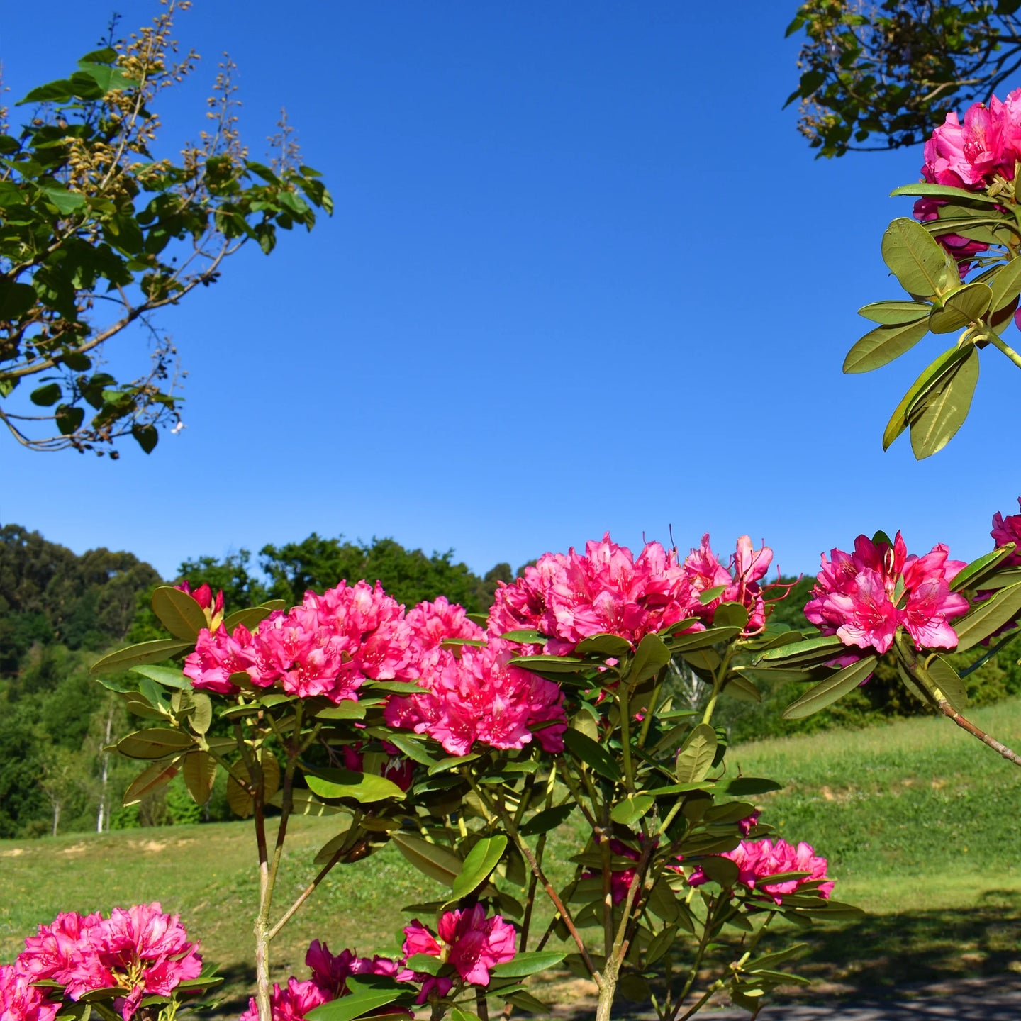 Rhododendron Marie Forte