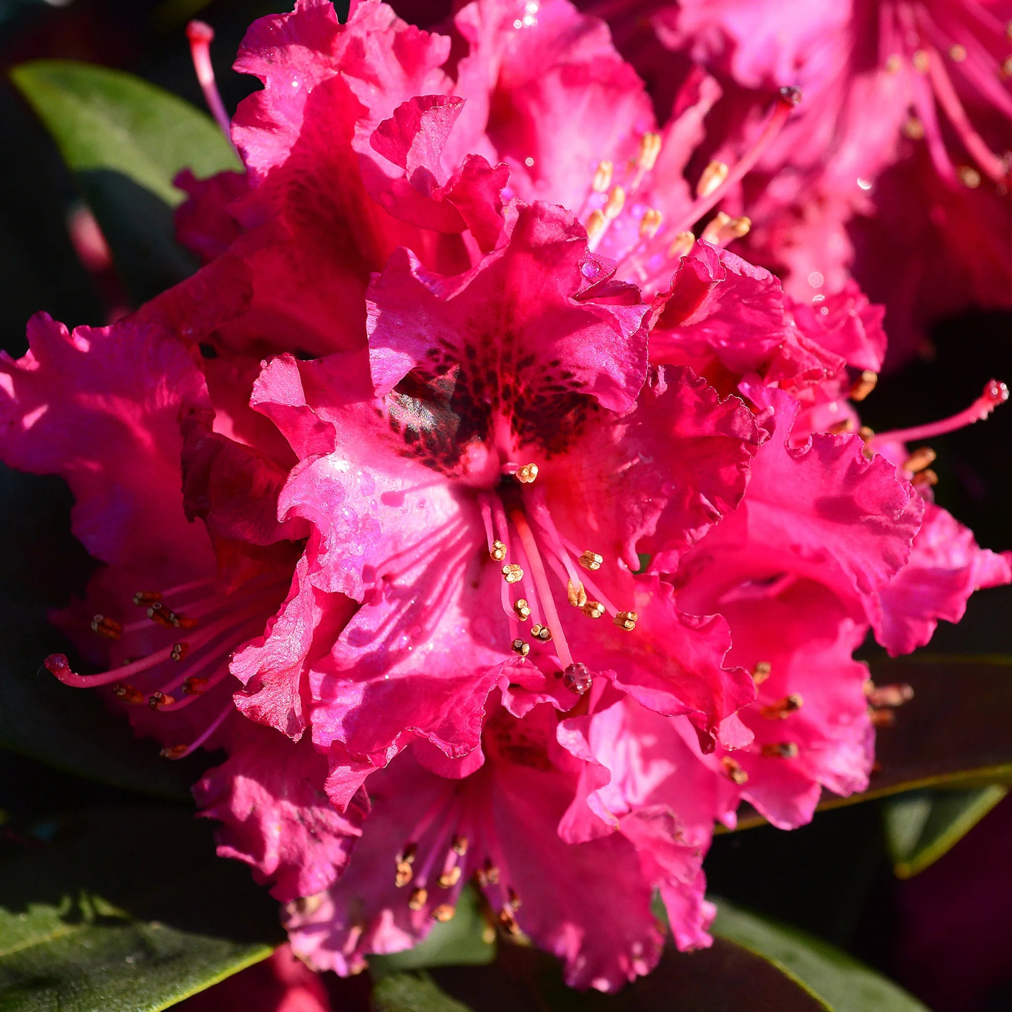 Rhododendron Marie Forte