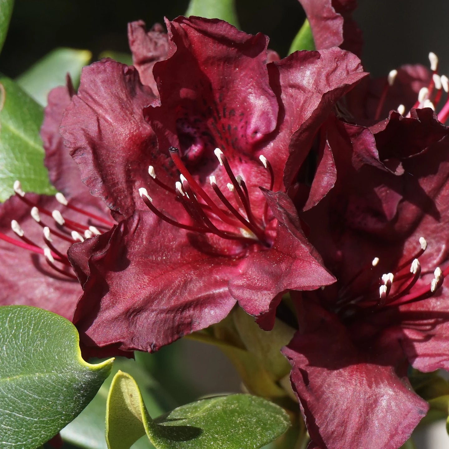 Rhododendron Moser's Maroon