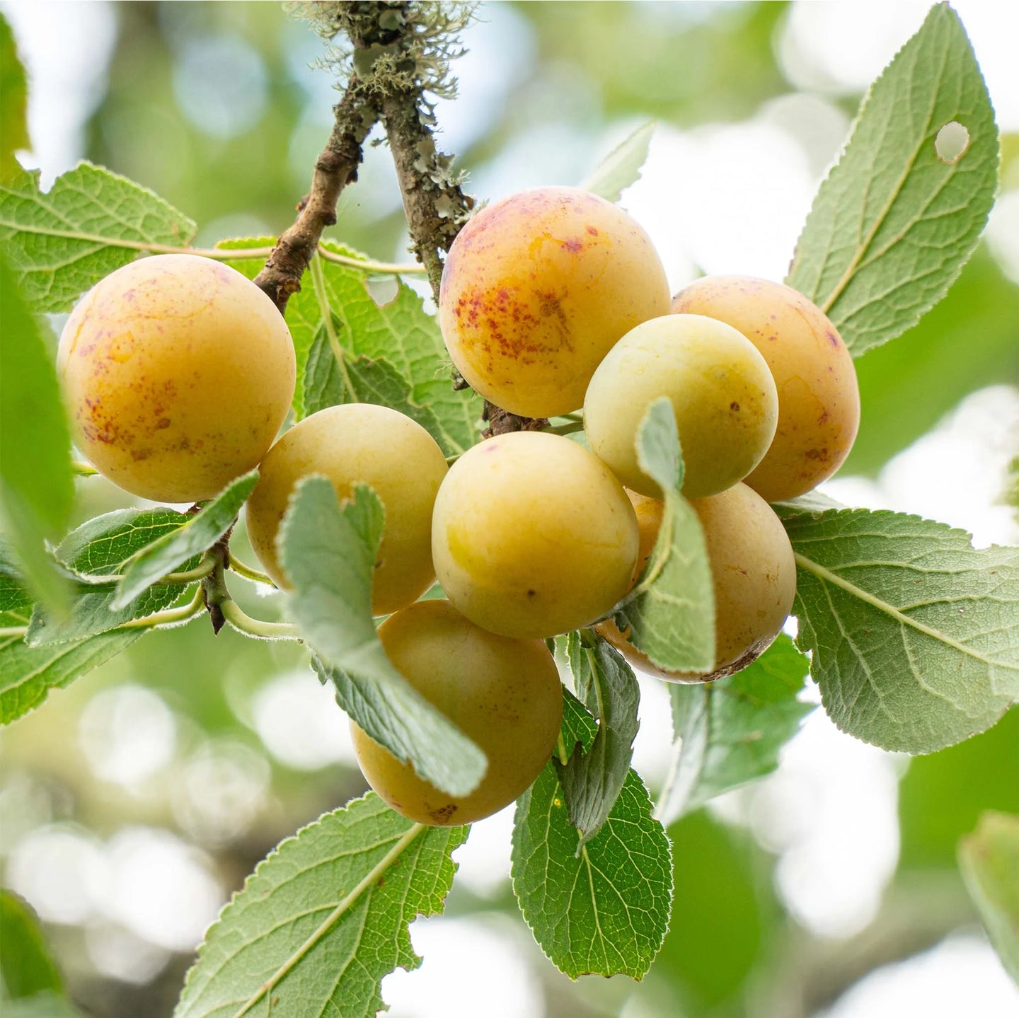 Pruim 'Reine Claude d'Oullins'