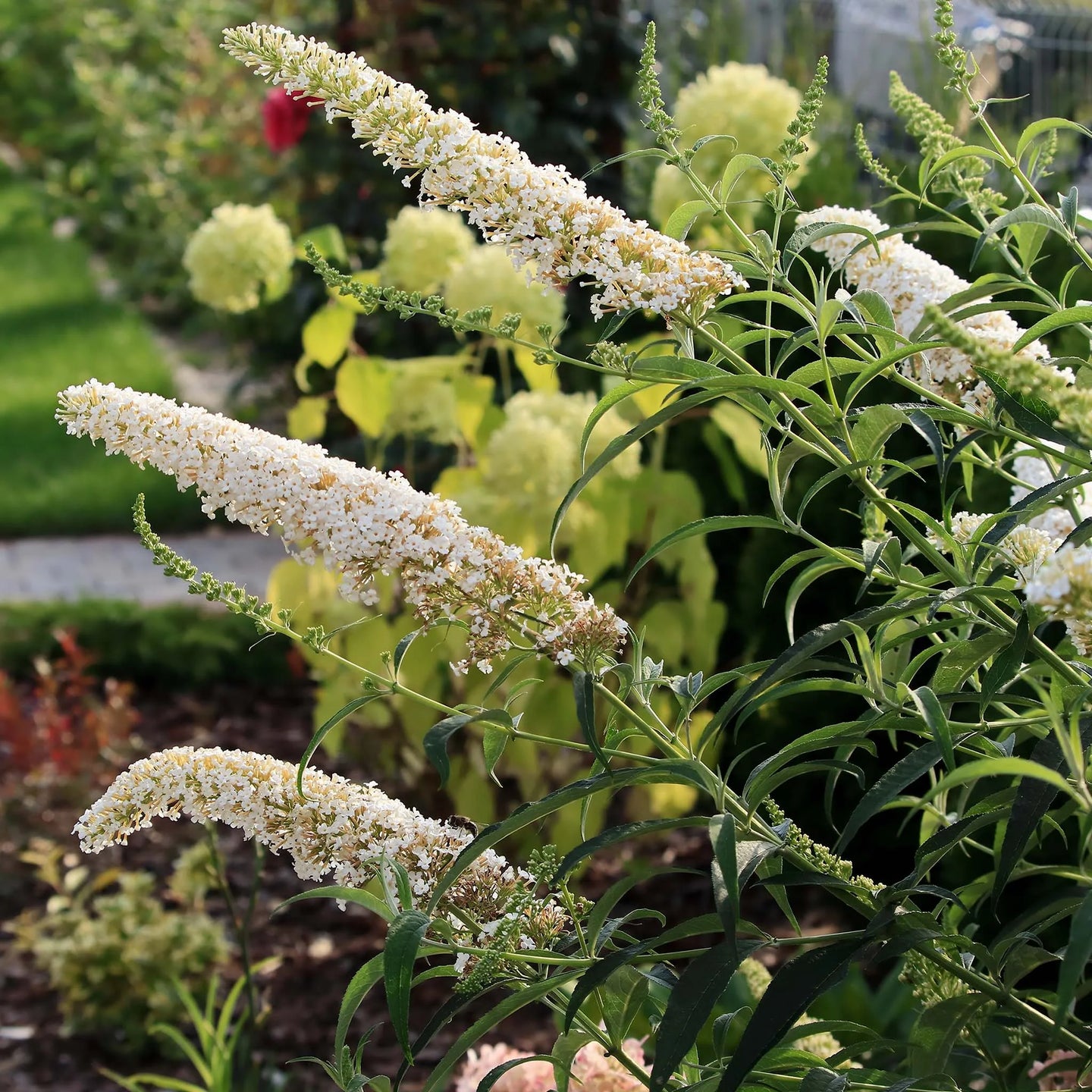 Vlinderstruik White Profusion