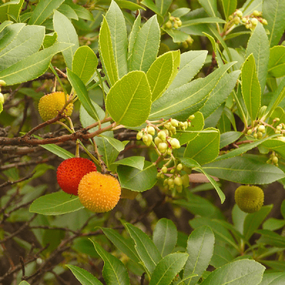 Aardbeiboom