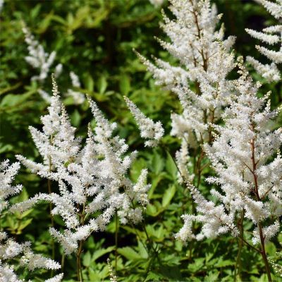 Pluimspirea 'Deutschland' 20x