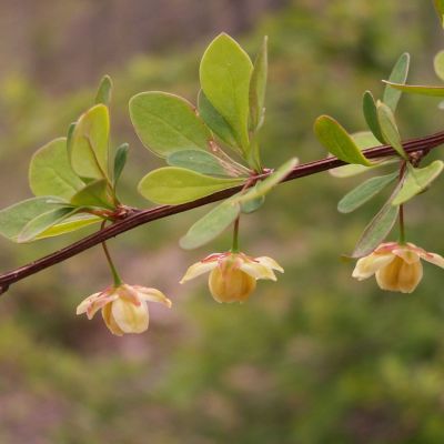 Groene Berberis thunbergii