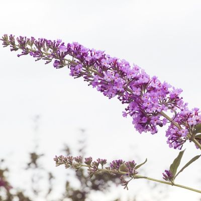 Vlinderstruik 'Pink Delight'