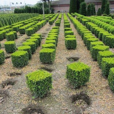 Buxus kubus