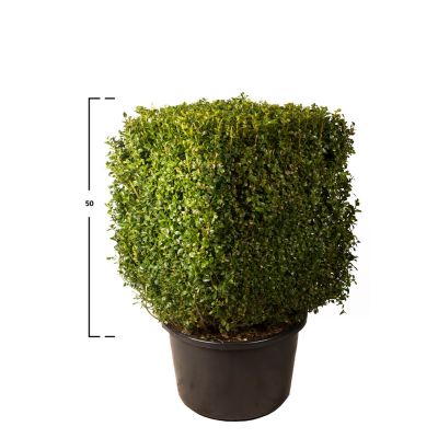 Buxus kubus 50h x 40 x 40 cm