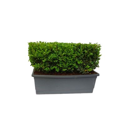 Buxus kant-en-klaar haag