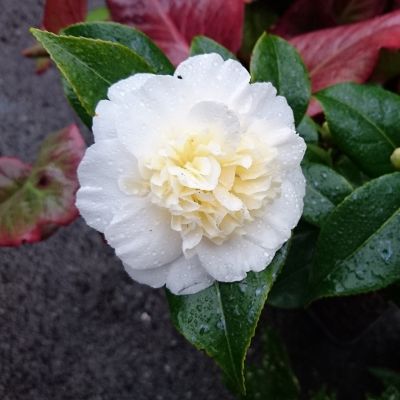 Camelia 'Brushfield's Yellow'